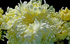 Красивые желтые хризантемы в каплях воды 