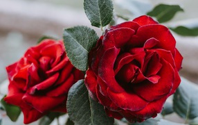 Большая алая роза с зелеными лепестками крупным планом