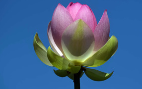 Распускающийся розовый цветок лотоса на фоне голубого неба 
