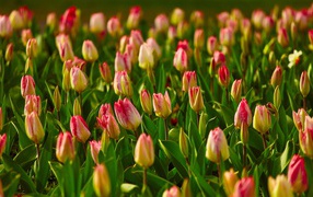 Распускающиеся тюльпаны на клумбе