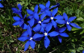 Синие цветы в лучах солнца на клумбе 