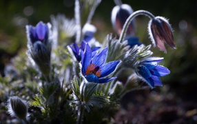 Синие цветы прострел с бутонами в лучах солнца