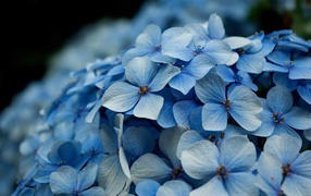 Голубые цветы гортензии крупным планом