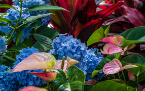 Голубые цветы гортензии с цветами антуриум на клумбе 