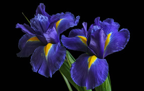 Синие цветы ириса на черном фоне