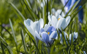 Голубые весенние крокусы в зеленой траве