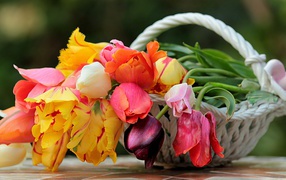 Букет красивых разноцветных тюльпанов в корзине 