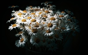 Букет белых полевых ромашек на черном фоне