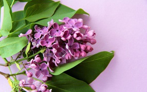 Ветка цветов сирени с зелеными листьями на розовом фоне