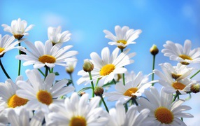 Яркие белые ромашки на фоне голубого неба