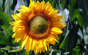 Яркий желтый цветок подсолнуха крупным планом на поле