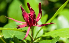 Бордовые цветы каликант цветущий крупным планом 