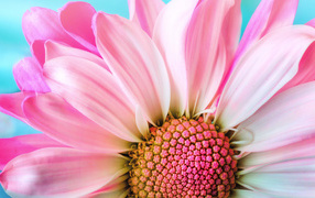 Розовые лепестки хризантем на голубом фоне крупным планом