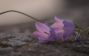 Нежные сиреневые колокольчики лежат на земле 