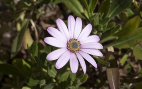 Нежный сиреневый цветок остеоспермум на клумбе