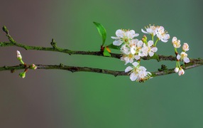 Нежные белые цветы вишни на ветке весной 