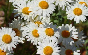 Нежные белые ромашки с желтой серединкой в лучах солнца 