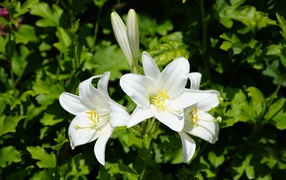 Нежные белые лилии с бутонами на клумбе 