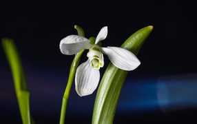 Нежный белый цветок подснежник с зелеными листьями