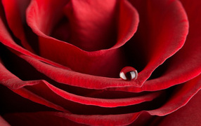 Капля росы на лепестке красной розы