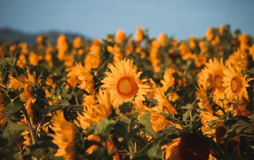 Поле с желтыми цветущими подсолнухами 