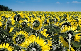 Поле с желтыми подсолнухами под голубым небом