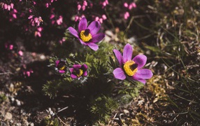 Цветы прострел луговой на поле  