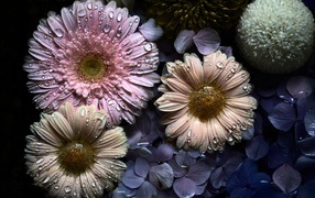 Цветы герберы и гортензии в каплях воды