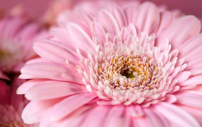 Цветок герберы с розовыми лепестками