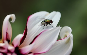 Зеленая муха на лепестке  георгина 