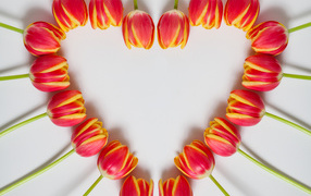 Сердце из красных тюльпанов на сером фоне