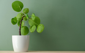 Комнатный цветок в белом горшке у стены