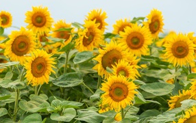 Большие цветущие подсолнухи с зелеными листьями летом на поле 