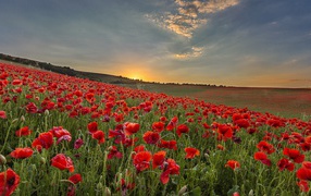 Большое поле с красными маками на рассвете 