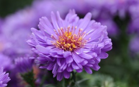 Сиреневый цветок астры крупным планом
