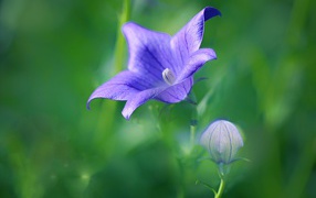 Сиреневый цветок колокольчика с бутоном на поле