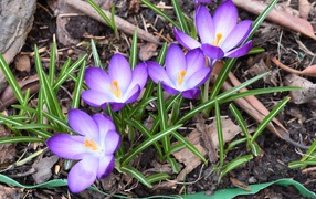 Сиреневые крокусы с зелеными листьями на земле