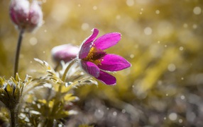 Сиреневый цветок прострела в поле 