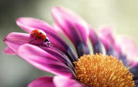 Сиреневый цветок остеоспермум с божьей коровкой на лепестке 