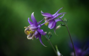 Сиреневые цветы водосбор крупным планом
