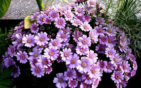 Сиреневые цветы цинерария в кашпо 