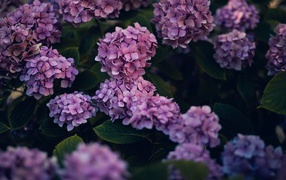 Сиреневые цветы гортензии в саду