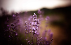 Сиреневые цветы лаванды крупным планом 