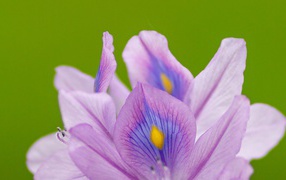 Сиреневые лепестки цветка ириса на зеленом фоне 