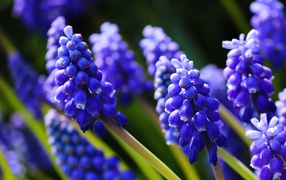 Маленькие синие цветы мускари в лучах солнца