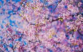 Маленькие розовые цветы сакуры на ветках в лучах солнца