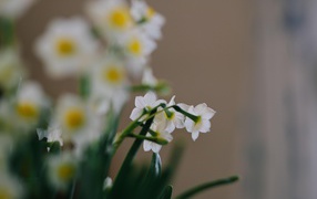 Маленькие белые нарциссы на размытом фоне