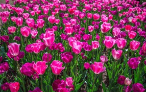 Много красивых розовых тюльпанов на клумбе весной 