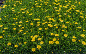 Много мелких желтых цветов крупным планом