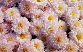 Много белых цветов хризантемы крупным планом